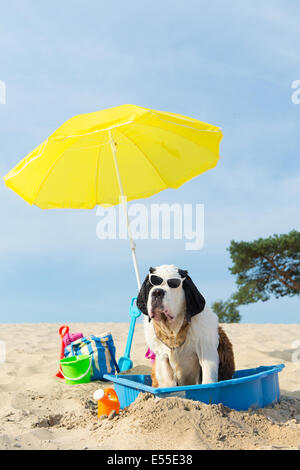 Lustiger Hund ist eine Kühlung unten mit Wasser und Sonnenschirm am Strand im Sommer Stockfoto