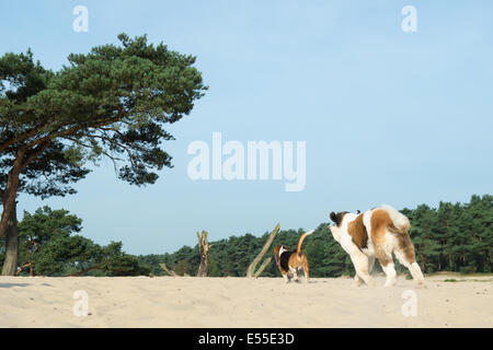 Beagle und St. Bernard spielen im Freien in Naturlandschaft Stockfoto