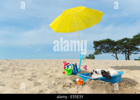 Lustiger Hund ist eine Kühlung unten mit Wasser und Sonnenschirm am Strand im Sommer Stockfoto