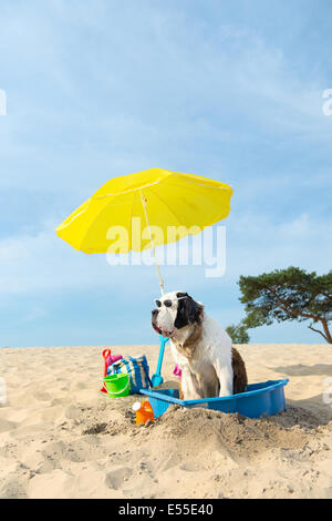 Lustiger Hund ist eine Kühlung unten mit Wasser und Sonnenschirm am Strand im Sommer Stockfoto