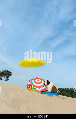 Lustiger Hund ist eine Kühlung unten mit Wasser und Sonnenschirm am Strand im Sommer Stockfoto