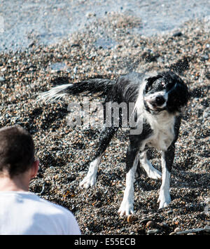 Aberystwyth, Wales, UK. 21. Juli 2014. Wetter: Ein Hund schüttelt das salzige Wasser aus seinen Mantel nach dem Abkühlen auf ein weiterer heißer Tag am Strand in Aberystwyth, da Temperaturen über 30 Grad Credit nähern: Jon Freeman/Alamy Live News Stockfoto