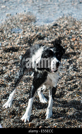 Aberystwyth, Wales, UK. 21. Juli 2014. Wetter: Ein Hund schüttelt das salzige Wasser aus seinen Mantel nach dem Abkühlen auf ein weiterer heißer Tag am Strand in Aberystwyth, da Temperaturen über 30 Grad Credit nähern: Jon Freeman/Alamy Live News Stockfoto