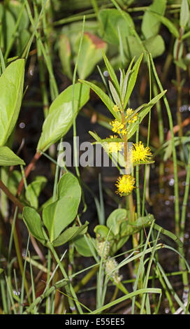 Getuftete Blutweiderich wächst in Marsh in Polen Stockfoto