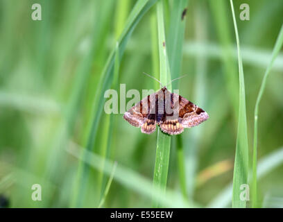 Burnet Begleiter Motte ruht auf Laub im Rasenfläche in Nordpolen Stockfoto