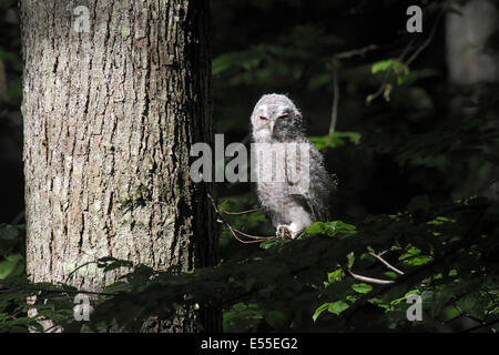 Junger Waldkauz im Wald in Polen Stockfoto