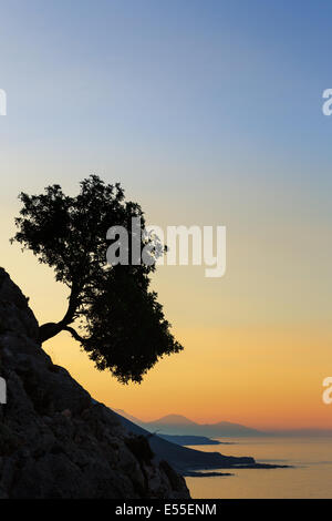 Silhouette eines Olivenbaums wächst an einem Hang direkt am Meer, Loutro, Chania, Kreta, Griechenland Stockfoto