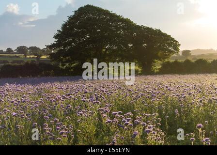 Phacelia Tanacetifolia, gewachsen für Spiel Cover, Ernte in der Abendsonne, England, Mai. Stockfoto