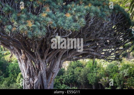 Drachenbaum (Dracaena Draco). Icod de Los Vinos. Teneriffa, Kanarische Inseln, Spanien, Europa. Stockfoto