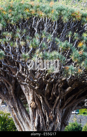 Drachenbaum (Dracaena Draco). Icod de Los Vinos. Teneriffa, Kanarische Inseln, Spanien, Europa. Stockfoto