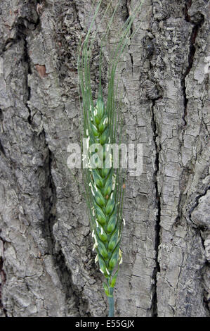 Der Stiel der Weizen um einen alten Baum gewachsen Stockfoto