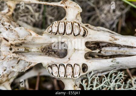Schädel von Kaninchen, Europäische Kaninchen oder gemeinsame Kaninchen (Oryctolagus Cuniculus) Stockfoto
