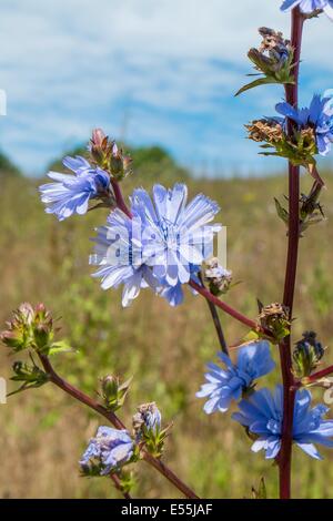 Gemeinsamen Chicorée Cichorium Intybus, Blütenstände zeigen, Stockfoto