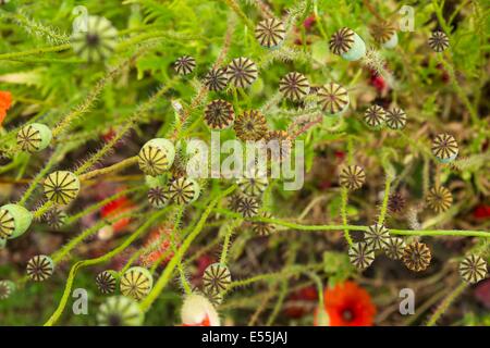 Gemeinsamen Mohn, Papaver Rhoeas, Samenköpfe, England, Juni. Stockfoto