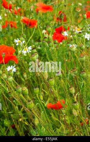 Gemeinsamen Mohn, Papaver Rhoeas, Samenköpfe, England, Juni. Stockfoto