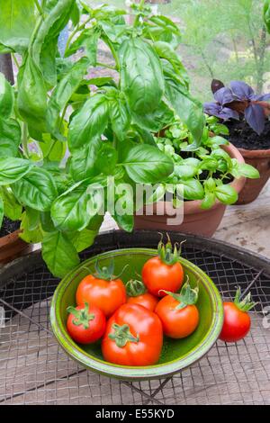 Topf gewachsen süß, lila und Thai-Basilikum im Gewächshaus mit Schüssel mit frischen Tomaten Stockfoto