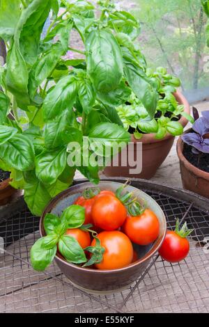 Topf gewachsen süß, lila und Thai-Basilikum im Gewächshaus mit Schüssel mit frischen Tomaten Stockfoto