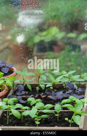Container gewachsen süß, lila und Thai-Basilikum im Gewächshaus, England, Juli Stockfoto
