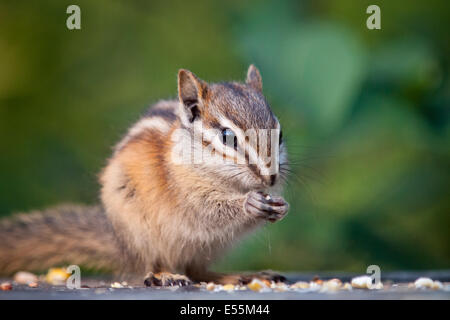 Eine Nahaufnahme von einer niedlichen zumindest Chipmunk (Tamias ZIP) ernähren sich von Samen.  Tempel-Park und Naturschutzgebiet, Edmonton, Kanada. Stockfoto