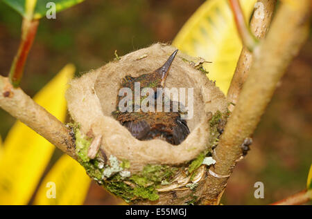 Babyvogel Rufous-tailed Kolibris in das Nest, 18 Tage alt, Costa Rica, Mittelamerika Stockfoto