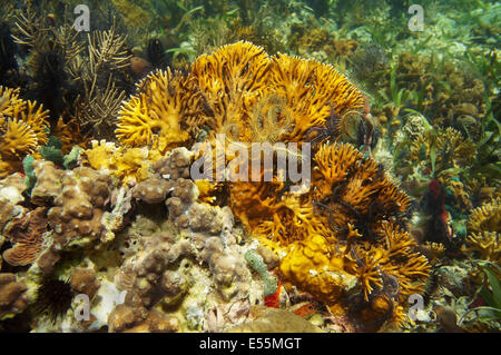 ausbreitende Feuer Korallen, Millepora Alcicornis mit Schlangensternen, Karibik Stockfoto