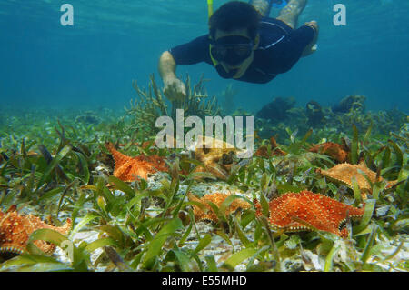 Mann im Schnorchel unter Wasser sieht Seestern mit einer Königin-Muschel auf dem Meeresboden, Karibik Stockfoto