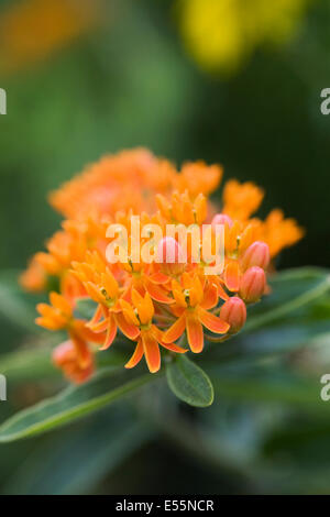 Asclepias Tuberosa. Wolfsmilch Blumen. Stockfoto