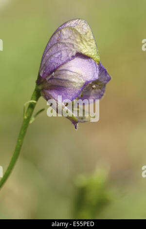 Eisenhut, aconitum Stockfoto