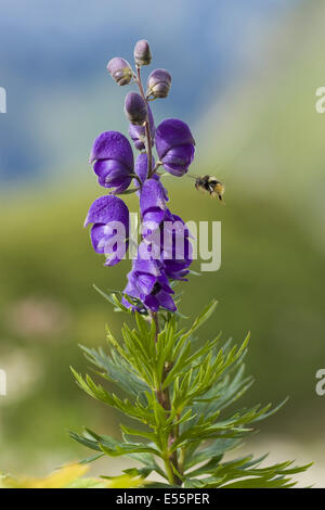 Eisenhut, Aconitum napellus Stockfoto