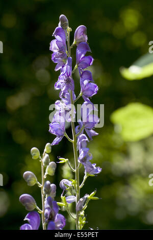 Eisenhut, Aconitum napellus Stockfoto