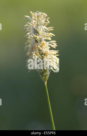 Wiese Fuchsschwanz Alopecurus pratensis Stockfoto