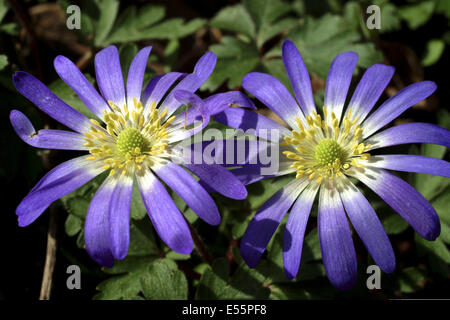 griechische Windflower, Anemone blanda Stockfoto