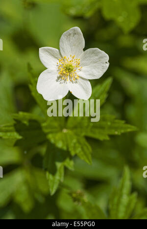 Schneeglöckchen Anemone, Anemone sylvestris Stockfoto