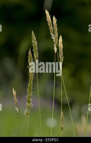 vernal Süßgras, Anthoxanthum odoratum Stockfoto