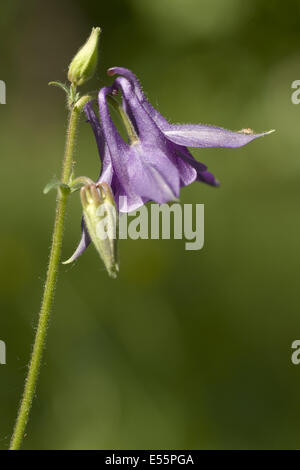 Europäische Akelei, Aquilegia vulgaris Stockfoto