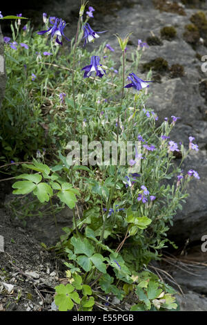 Europäische Akelei, Aquilegia vulgaris Stockfoto