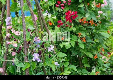 Sommergarten mit Stangenbohnen wachsen neben alten Mode Zuckererbsen. England, Juli Stockfoto