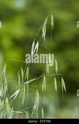 gemeinsamen Wildhafer Avena fatua Stockfoto