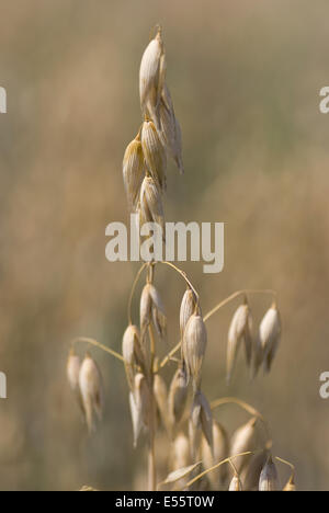 gemeinsamen Hafer, Avena sativa Stockfoto