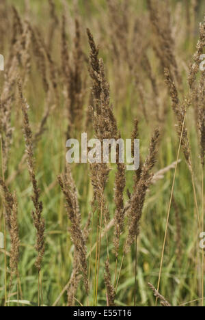 Holz klein-Reed, Calamagrostis epigejos Stockfoto