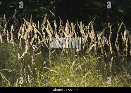 Holz klein-Reed, Calamagrostis epigejos Stockfoto