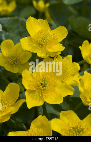 Sumpfdotterblumen Caltha palustris Stockfoto