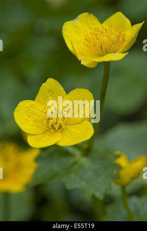 Sumpfdotterblumen Caltha palustris Stockfoto