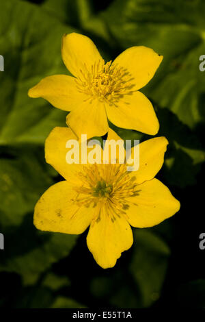 Sumpfdotterblumen Caltha palustris Stockfoto