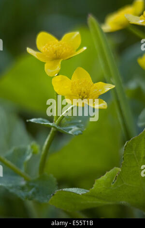 Sumpfdotterblumen Caltha palustris Stockfoto