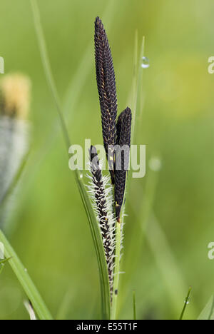 kleiner Teich Segge, Carex acutiformis Stockfoto