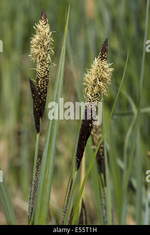 kleiner Teich Segge, Carex acutiformis Stockfoto