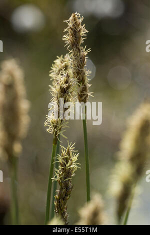 faserige Tussock-Segge, Carex appropinquata Stockfoto