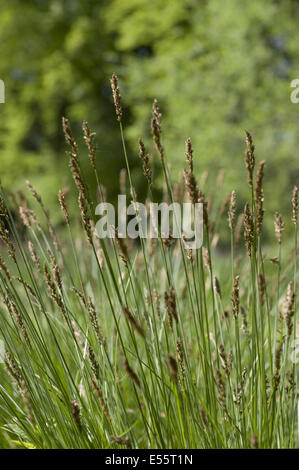 faserige Tussock-Segge, Carex appropinquata Stockfoto