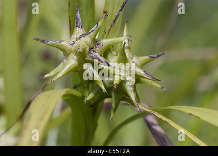 grau Segge, Carex grayi Stockfoto